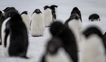Araştırma: Dünyanın en büyük penguen kolonisinde popülasyonun çeyreğinden fazlası öldü