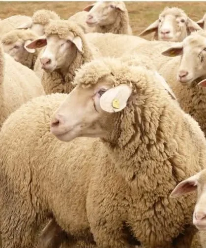 Bakacak Yeri Olana Koyun Desteği Veriliyor: Başvuru İçin Son 15 Gün!