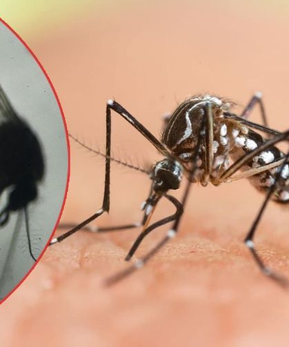Sivrisinekler Neden Bazı İnsanları Daha Çok Isırıyor? Meğer Nedeni Kan Değilmiş!