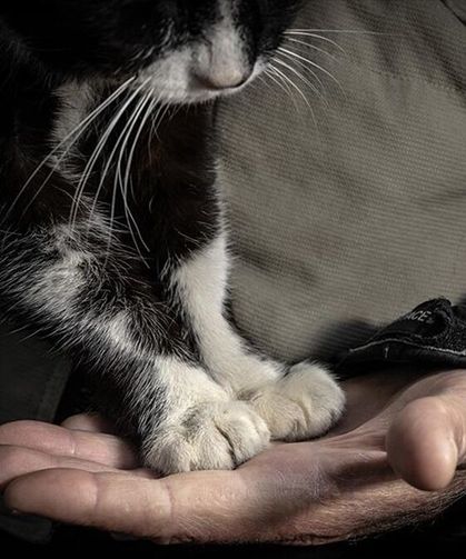 Sokak Hayvanlarını Besleme Yasağına Tepki: İmza Kampanyası Başlatıldı!