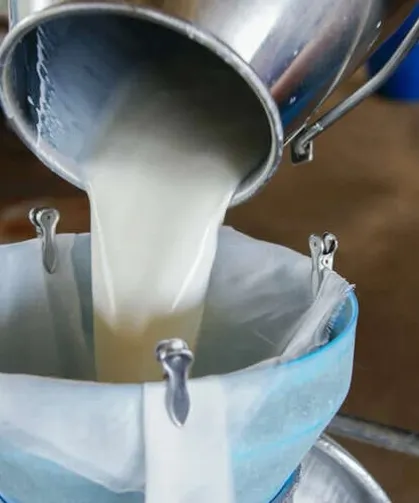 Hataylı Süt Üreticileri Dikkat: Çiğ Süt Üretimi 2,1 Milyon Ton Azaldı