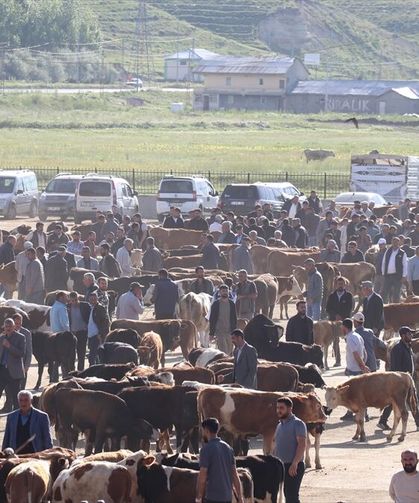 Hatay’da 2026 Kurbanlık Fiyatları Açıklandı