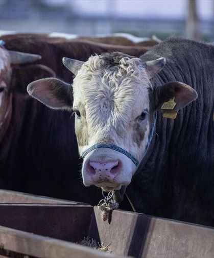 Hayvancılıkta Nakit Ödeme Dönemi Bitti