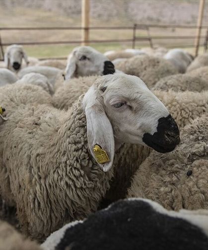 Hatay’da 2026 Kurbanlık Fiyatları Açıklandı