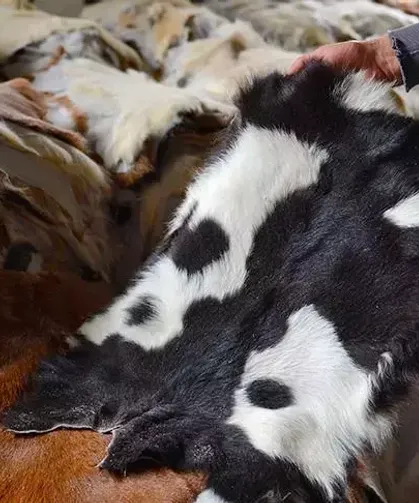 Kurban Yasakları Genişliyor: Listede Bir İslam Ülkesi de Var!