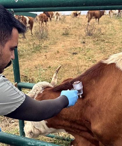 Hatay’da Şap Alarmı: Ağızda Köpük ve Salya Varsa Beklemeyin!