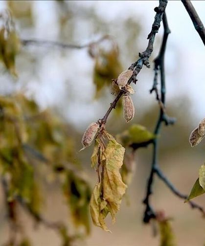 Hataylı Çiftçiye Zirai Don Uyarısı: İşte Beklenen Tarih