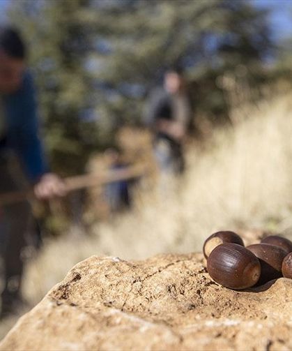 Meşe Palamudu Yenir Mi? Faydaları Neler?