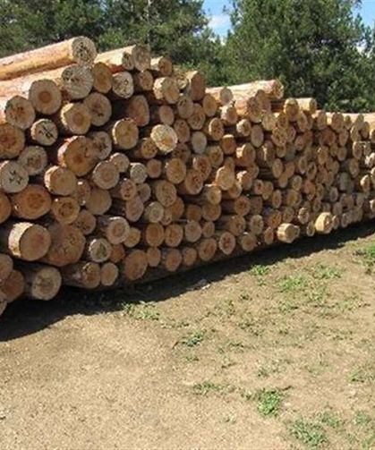 Hatay’a Binlerce Ağaç Kesilecek ! Onay Verildi