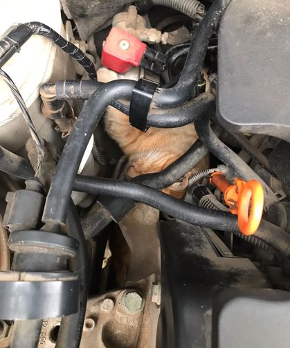 Üşüyen Kedi Otomobilin Motoruna Sığındı İtfaiye Kurtardı