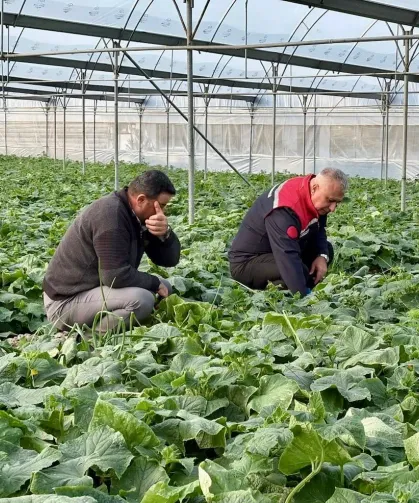 Hatay’da Sera Hibesi Üretimi Arttırdı