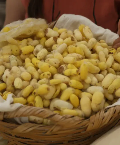 Tescilli Hatay Sarısı’nı Yaşatan Emel Duman’a “Yaşayan İnsan Hazinesi” Ödülü