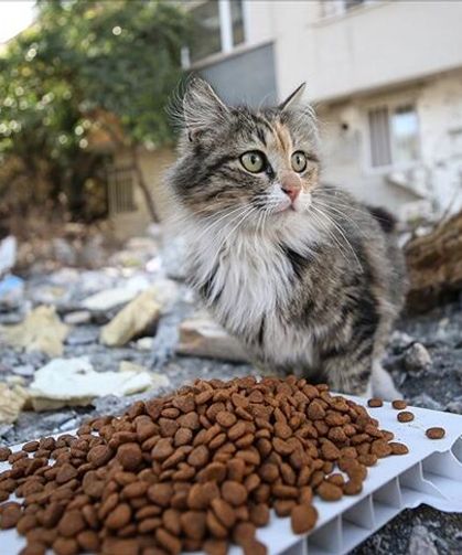 Sokak Hayvanlarını Beslemek Yasaklandı!
