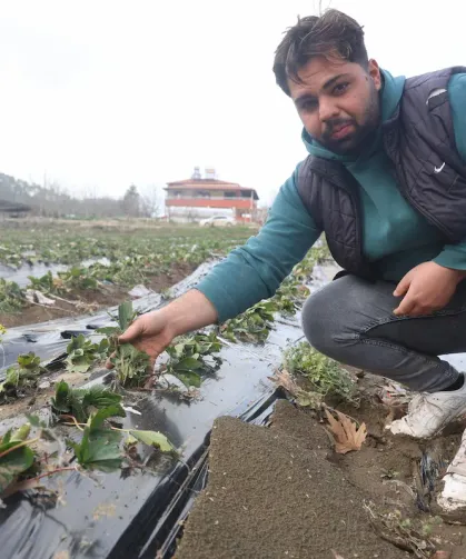 Çilek Bahçeleri Sele Teslim Oldu: Yayladağı’nda 200 Bin TL’lik Zarar