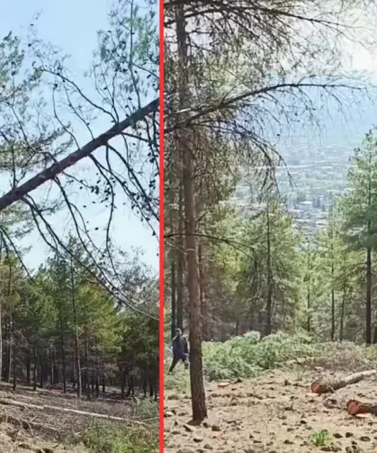 Hassa’da Köy Evleri İçin Ormanlık Alan Feda Mı Ediliyor?