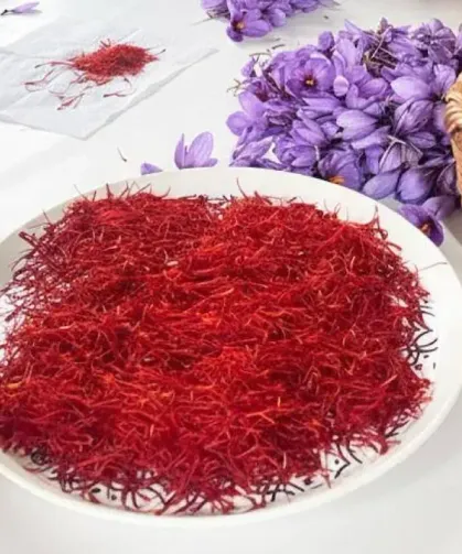 Hatay’da Bilim Destekli Safran Üretimi Büyüyor