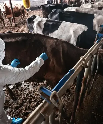 16 Mahalle Şap Karantinasına Alındı!