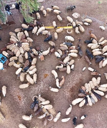 Kırıkhan’da Depreme Rağmen Sürüsünü Yeniden Kurdu