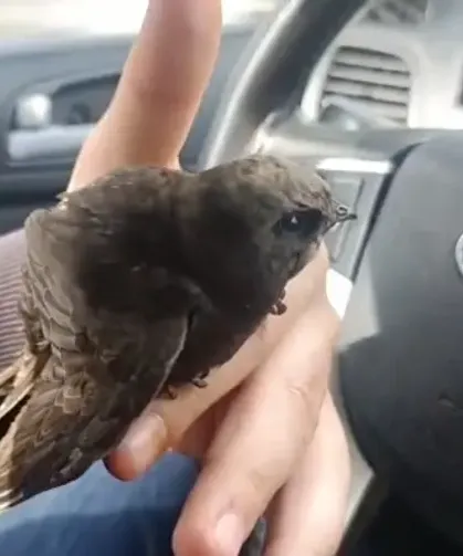 Hatay'da Kadir Gecesi’nde Yaralı Bulunan Ebabil Kuşu Kurtarıldı!