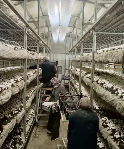 Hatay’da Mantar Üretiminde Artış Gözlendi