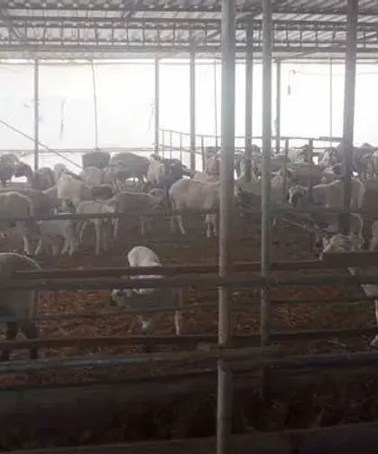 Samandağ'da Aç Kalan Çakallar Ağıllara Saldırdı: Koyunlar Telef Oldu!