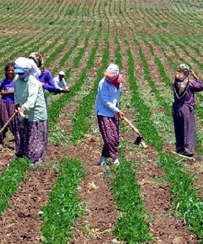 Hatay’da Tarım İşçisinin Günlüğü Türkiye’nin En Düşüğü