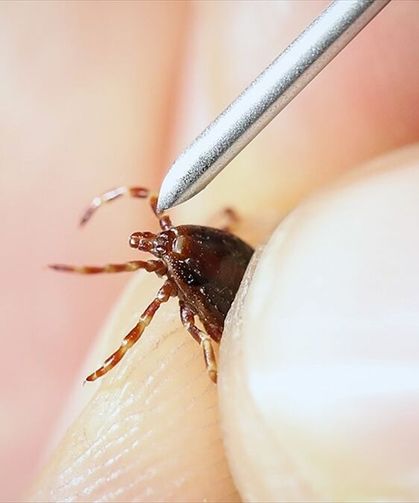 Yoğun Yağış Kene Artışını Sağladı: Kırım Kongo Uyarısı Geldi!