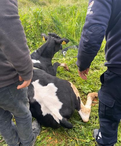 Hatay’da Gölette Mahsur Kalan Büyükbaş Kurtarıldı