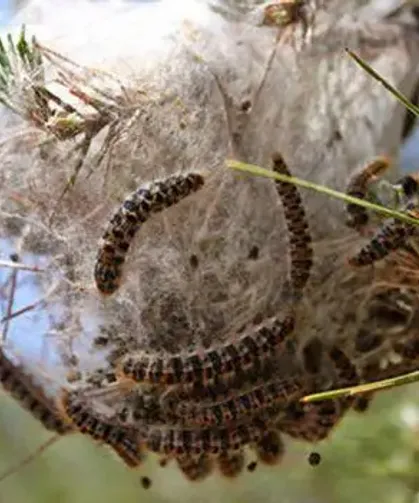 Hatay’da Zehirli Tırtıl Uyarısı