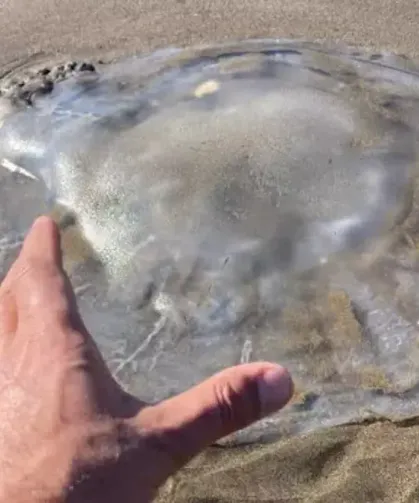 Arsuz Sahilini Deniz Anaları Bastı: Sakın Ellemeyin Uyarısı Geldi!