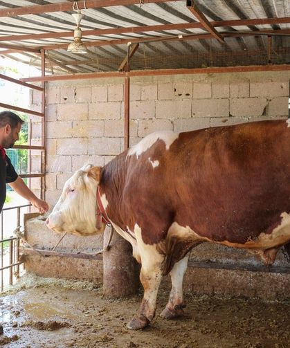 Hatay'da 1 ton 130 kilogramlık 'Emir' Alıcısını Bekliyor