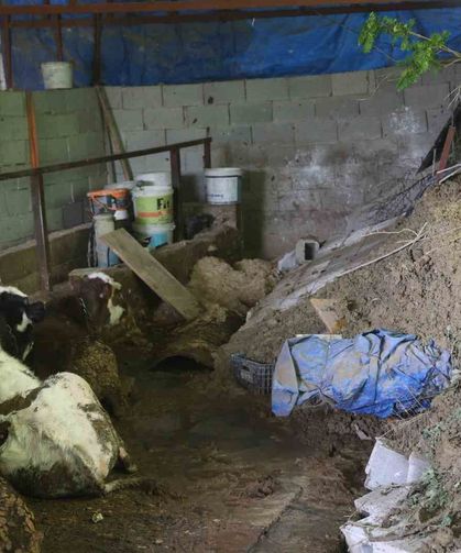 Hatay'da Heyelan: Ahırda Hayvanlar Mahsur Kaldı