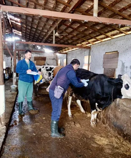Hatay’da Hayvancılıkta Yeni Dönem: Büyükbaş Hayvanlar Elektronik Küpeyle İzlenecek