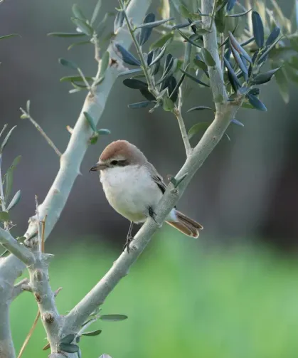 Hatay Semalarında Nadir Ziyaretçi ! Orta Asya'da Gelmiş