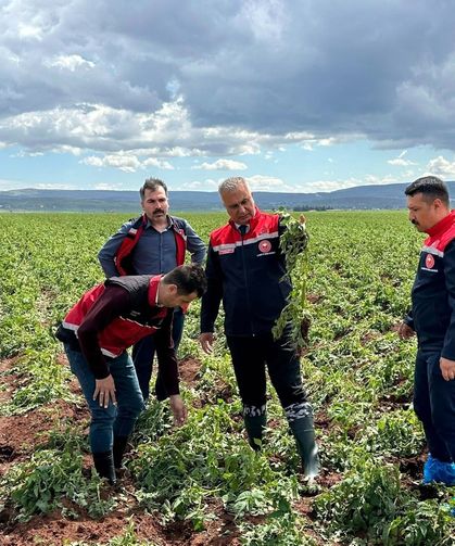Reyhanlı’da Hasar Tespiti Başladı: Tarlalarda Zarar Büyük
