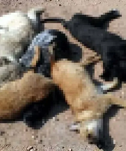 Kırıkhan’da Dehşet ! 25 Köpek Zehirlenerek Öldürüldü