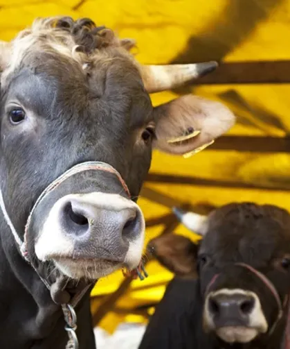 2026 Kurban Bedelleri Açıklandı!