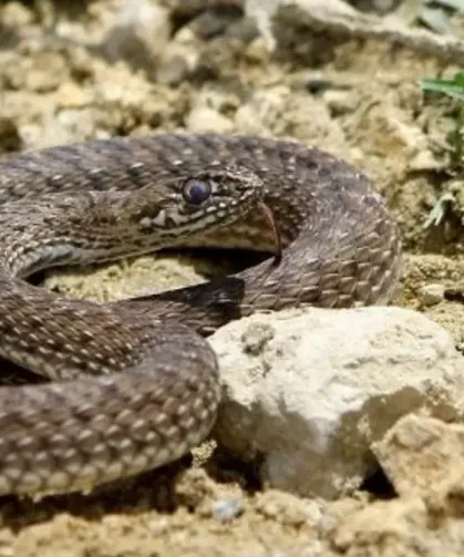 Yılanlar Kış Uykusundan Uyandı!