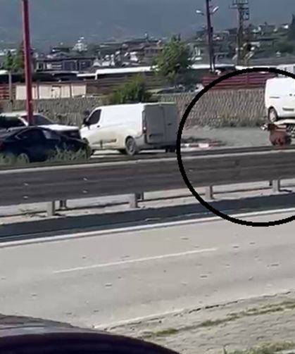 Orta Refüjü Aşıp Kaçtı! Hatay’da Firari Keçi Sahibini Peşinden Koşturdu