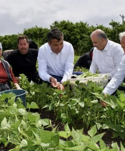 Hatay Dörtyol’da Taze Fasulye Hasadı Başladı!