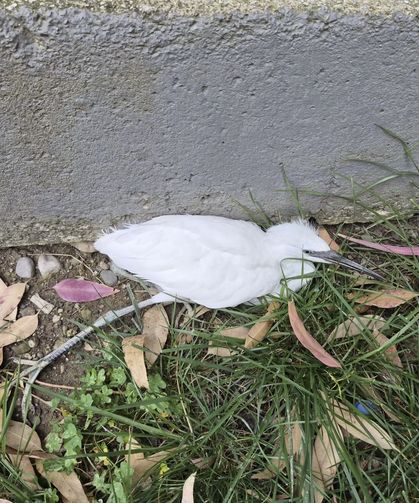 Hatay'da Bitkin Halde Bulunan Balıkçıl Tedaviye Alındı