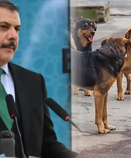 Hatay'da Sokak Köpekleri Toplatılıyor!