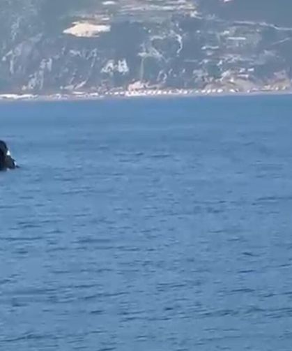Hatay'dan Sonra Bir Balina Da Fethiye'de Görüldü: Akdeniz'de Neler Oluyor?
