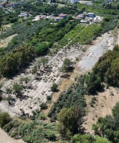 Hatay'da Felaketin İzleri Ortaya Çıktı! 500 Zeytin Ağacı Bir Gecede Yok Oldu