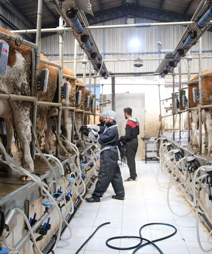 Sütte Üretim Kaybı: Hataylı Üreticinin Yükü Gittikçe Ağırlaşıyor!