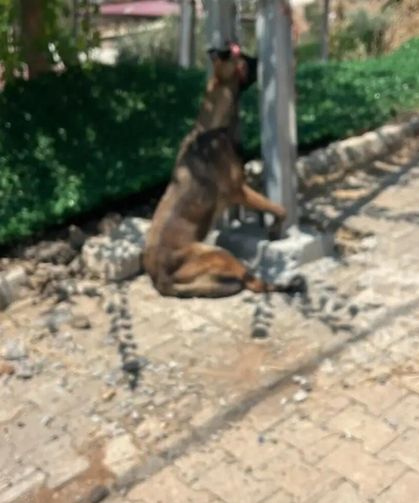 Hatay'da Kan Donduran İddia: Sahipli Köpek Vahşice Öldürüldü