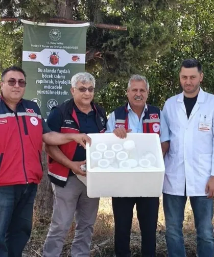 Hatay'da Tarım Arazilerine 57 Bin Faydalı Böcek Bırakıldı!