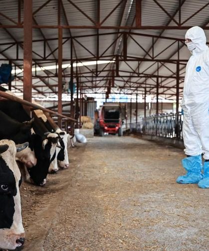 Hatay’da Hayvan Sahiplerine Kritik Şap Uyarısı!