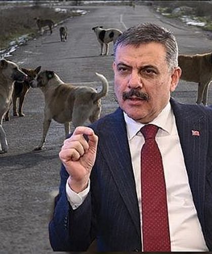 Bakan Çiftçi, “Sokak Köpeklerinin %99,9’unu Topladık” Dedi