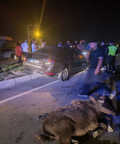 Hatay'da Büyükbaş Hayvanlara Çarpan Otomobilin Sürücüsü Yaralandı